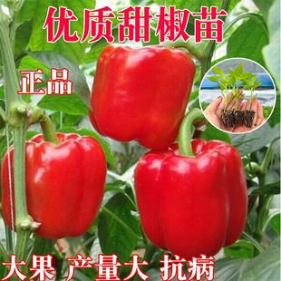 彩色绿甜椒苗红灯笼椒苗五彩甜椒菜苗水果黄红青辣椒蔬菜秧苗种子