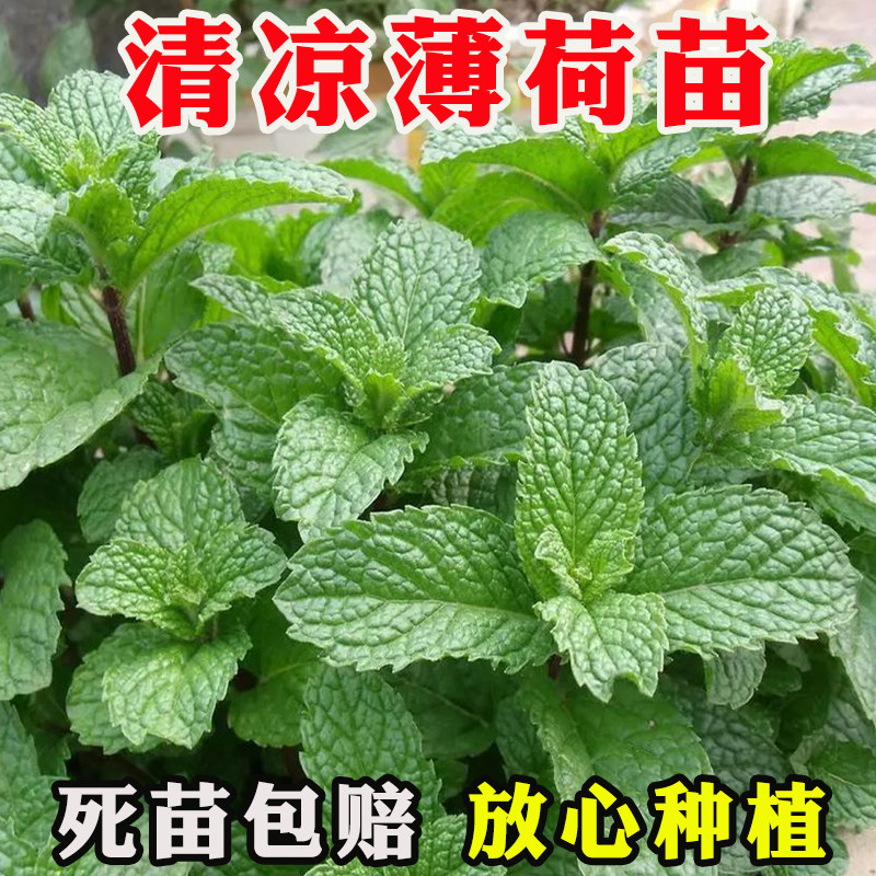 薄荷种籽子留兰香薄荷种子