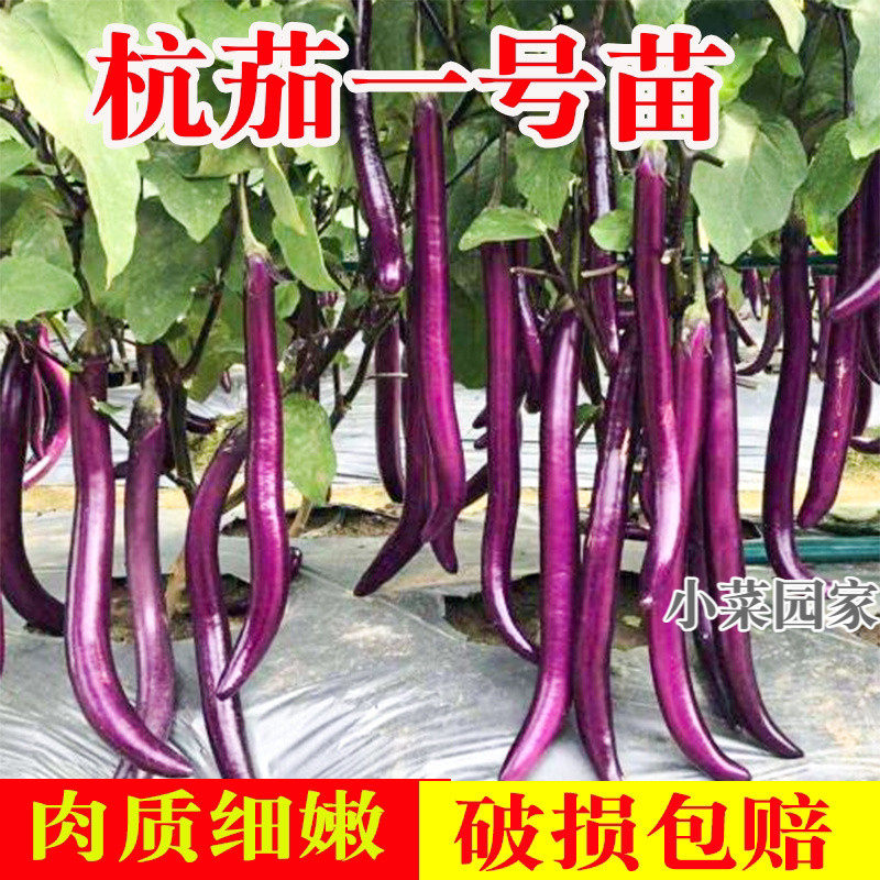 杭茄一号紫线茄子苗种子菜秧苗白茄黑长紫长茄圆茄蔬菜苗带土种子