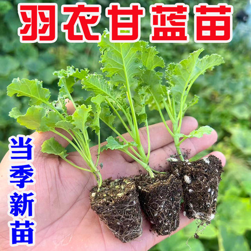 绿羽衣甘蓝苗绿紫羽衣粉苗