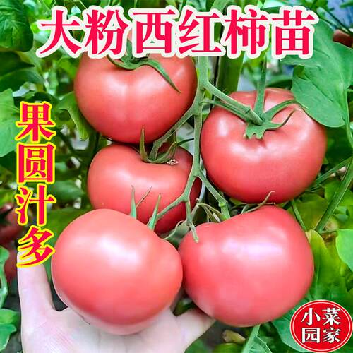 四季蔬菜种子籽大西红柿秧苗