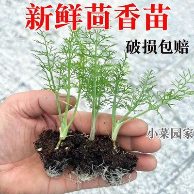 新鲜小茴香苗食用茴香菜盆栽