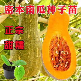 蜜本南瓜苗好吃超甜特面日本密本贝贝红黄吊瓜小南瓜蔬菜种子籽苗