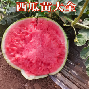 西瓜苗嫁接西瓜苗8424麒麟瓜苗秧苗沙瓤盆栽羊角蜜绿宝甜瓜香瓜苗