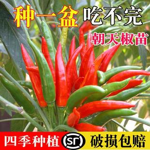 朝天辣椒苗种子辣椒小米椒朝天椒杭椒椒线椒薄皮秧苗指天椒蔬菜苗