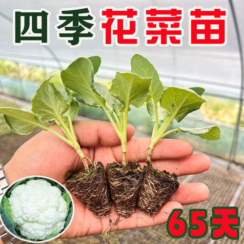白色农家蔬菜种孑青梗花