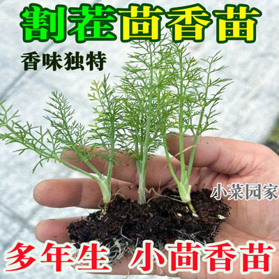 新鲜小茴香苗食用茴香菜盆栽
