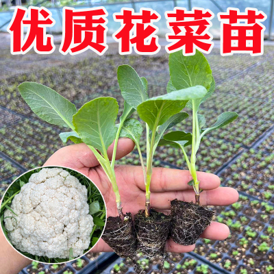 白色农家蔬菜种孑青梗花