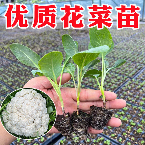 白色农家蔬菜种孑青梗花
