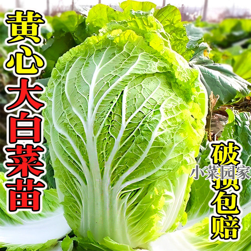 秋冬黄心大白菜苗娃娃菜苗山东胶州耐寒蔬菜苗带土老品种秧苗种子