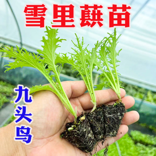 雪里蕻苗秧苗九头鸟雪里红
