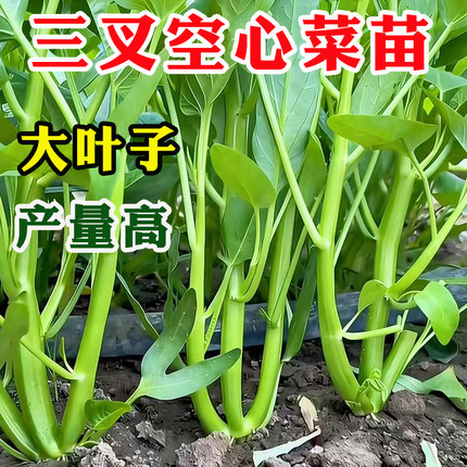 大叶三叉空心菜苗柳叶高产白杆空心菜四季蔬菜苗秧苗带土阳台种子