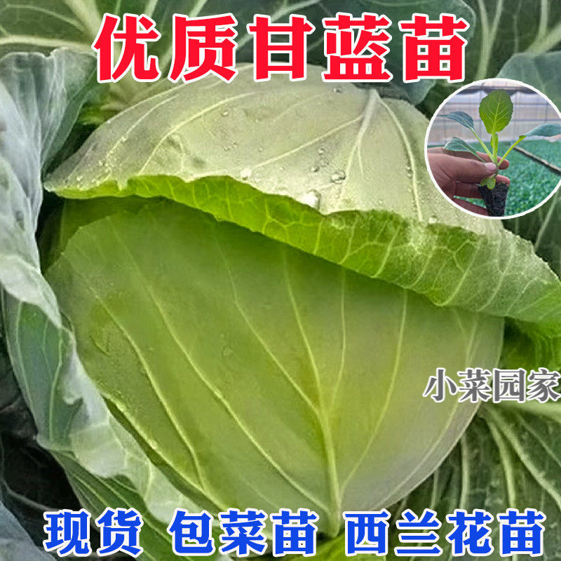 绿甘蓝苗牛心甘蓝苗早熟紫包菜耐寒卷心菜秋季蔬菜种子包心菜秧苗