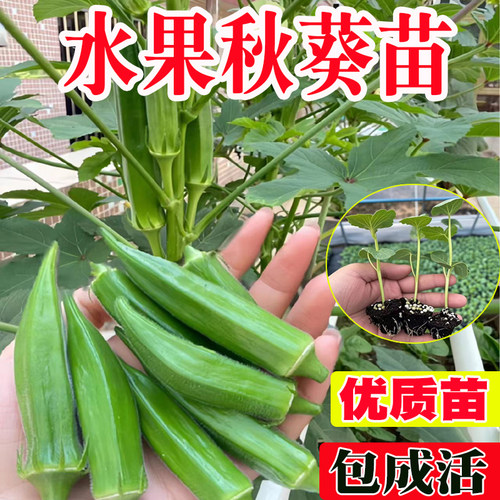 水果黄秋葵四季紫红秋葵大苗