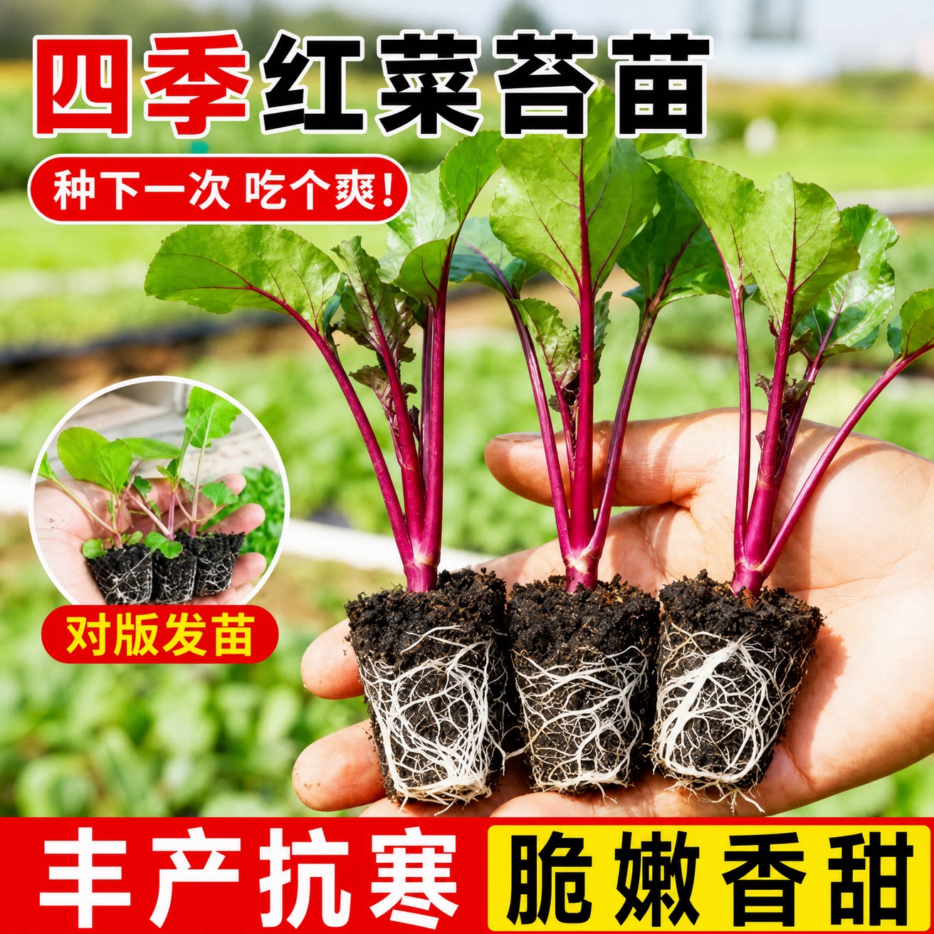 耐寒红菜苔苗秧苗湖北洪山红油