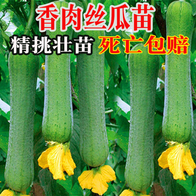 香肉丝瓜苗长丝瓜苗广东丝瓜苗高产春季蔬菜苗南方四季菜苗菜秧苗