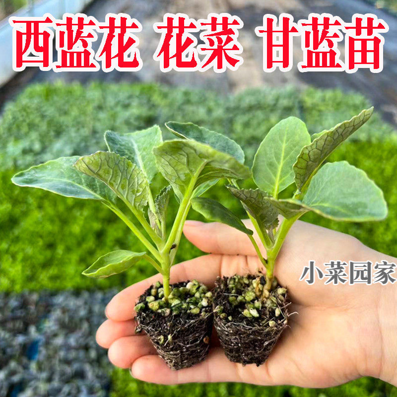 西兰花秧苗带土有机花菜苗青菜花椰菜蔬菜苗四季盆栽秋冬耐寒种子