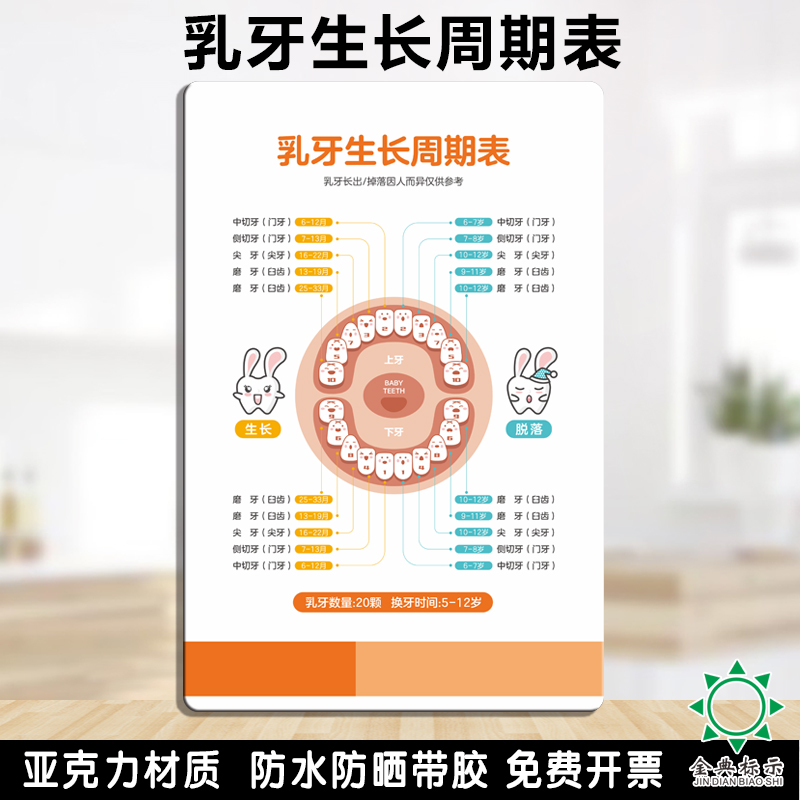 亚克力口腔乳牙生长周期表