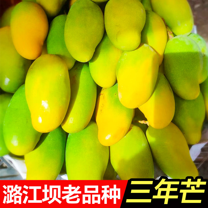 三年芒云南保山潞江坝老品种树上熟应季水果罕见整箱芒果新鲜现摘