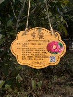 Деревья посадки деревьев Перечисленные цветочные и деревья представляют бирку растений, помечая консолидацию детского сада Антикоррозийная настройка маркировки