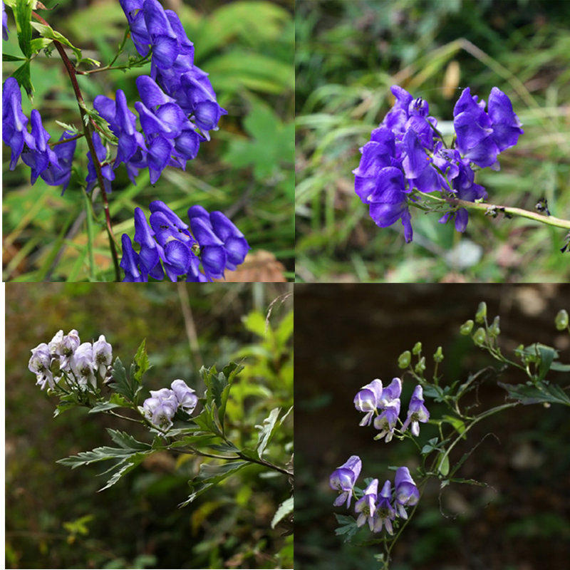 东北北乌头盆栽中草药植物山野花根苗南北方盆栽园艺花卉四季易活