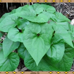 辽细辛种子种苗东北中草药植物细参新奇花卉园艺绿植盆景中药材