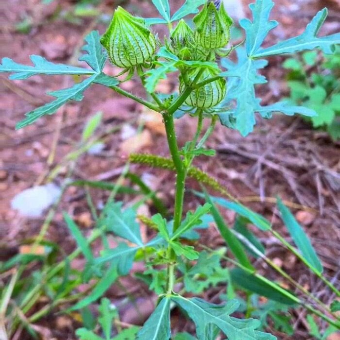 东北野西瓜苗绿色时令草本花卉