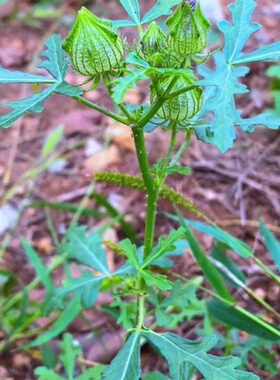 东北野西瓜苗绿色时令草本花卉植物种子野外观赏花卉盆栽室内种植