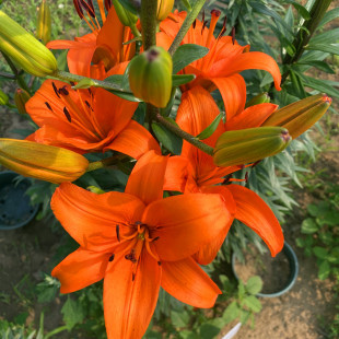 东北山百合盆栽种苗观赏花卉野百合种球庭院盆栽园艺毛百合苗包邮