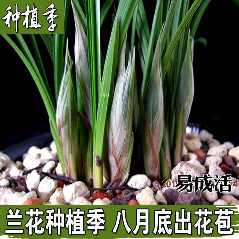 浓香兰花苗 整颗连体 春兰蕙兰 兰草苗 室内花卉绿植小盆栽