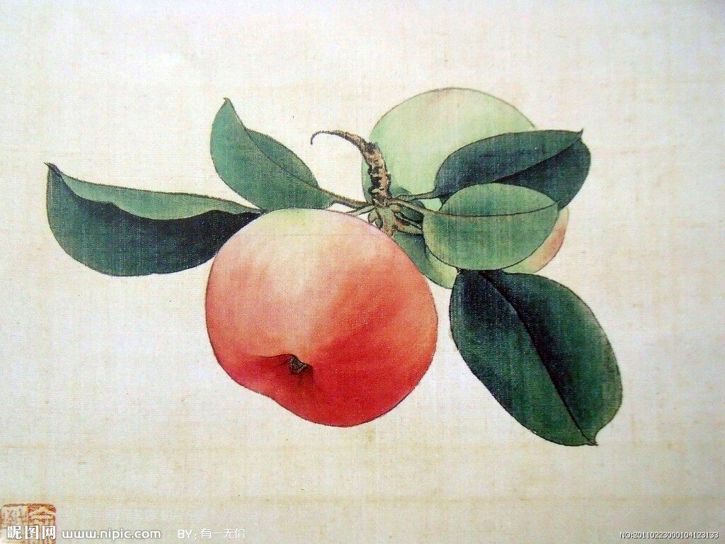 工笔画底稿俞致贞工笔苹果小品白描26#参考打印稿宣纸稿