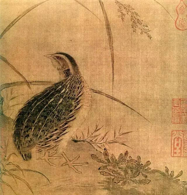 工笔画底稿 宋 佚名 鹌鹑图 白描131#打印稿学习临摹