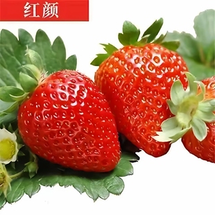 草莓苗奶油地栽盆栽食用牛奶特大地栽盆栽台种植苗当 一物一拍