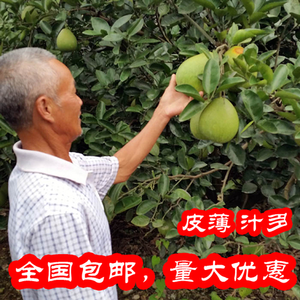 20斤金兰柚正宗安福蚕子果园直采