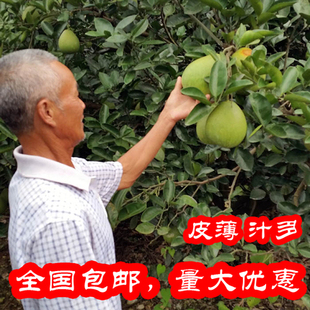 20斤净重正宗江西安福金兰柚萍乡蚕子吉水金沙柚井冈山蜜柚白柚青