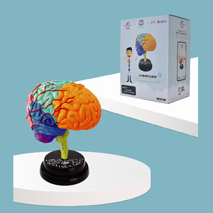 怡高科教可拆卸人体器官模型百科AR互动科教玩具人体科学脑部模型