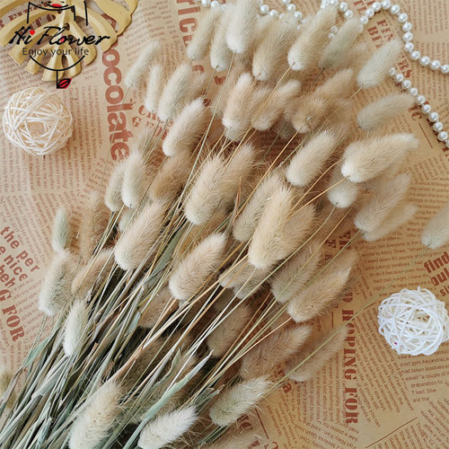 55PCS Bunny Rabbit Tail Grass Natural Dried Flowers Bouquet
