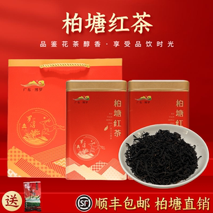 柏塘山茶明前春季发酵红茶广东十大名茶惠州博罗特产罗浮特级茶叶