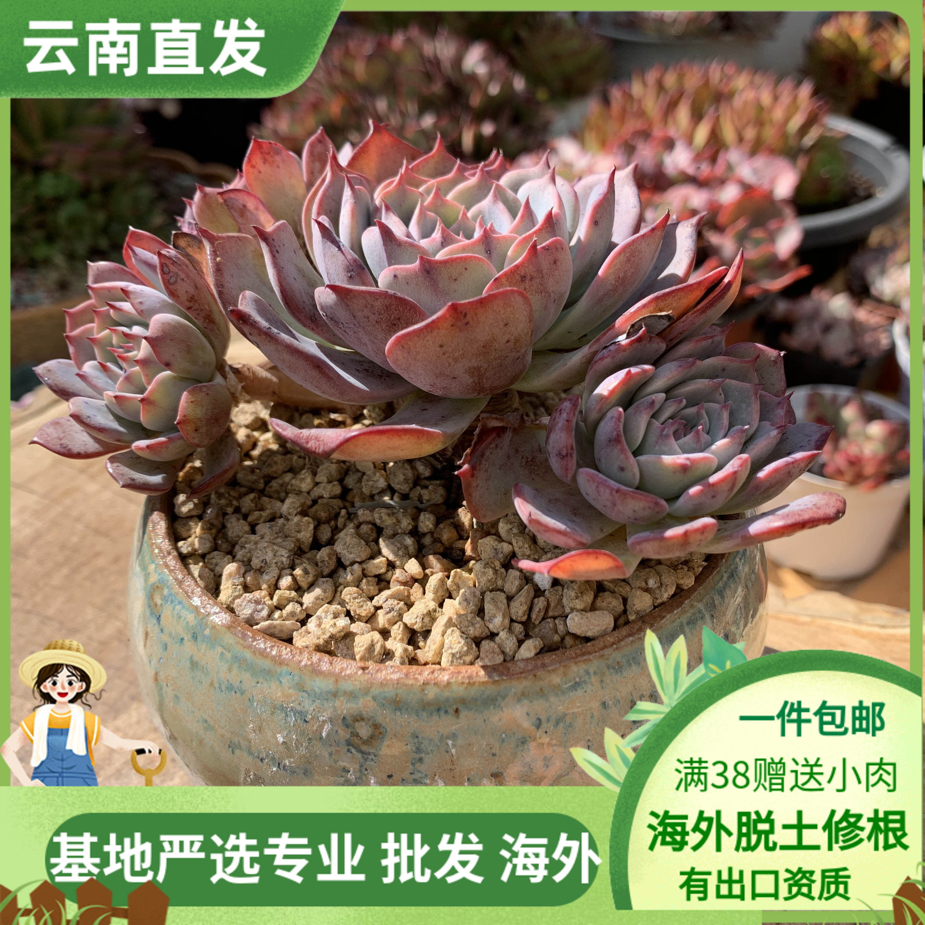 大清仓冬季好养多肉植物劳伦斯多头大群生老桩整装状态精品不含盆