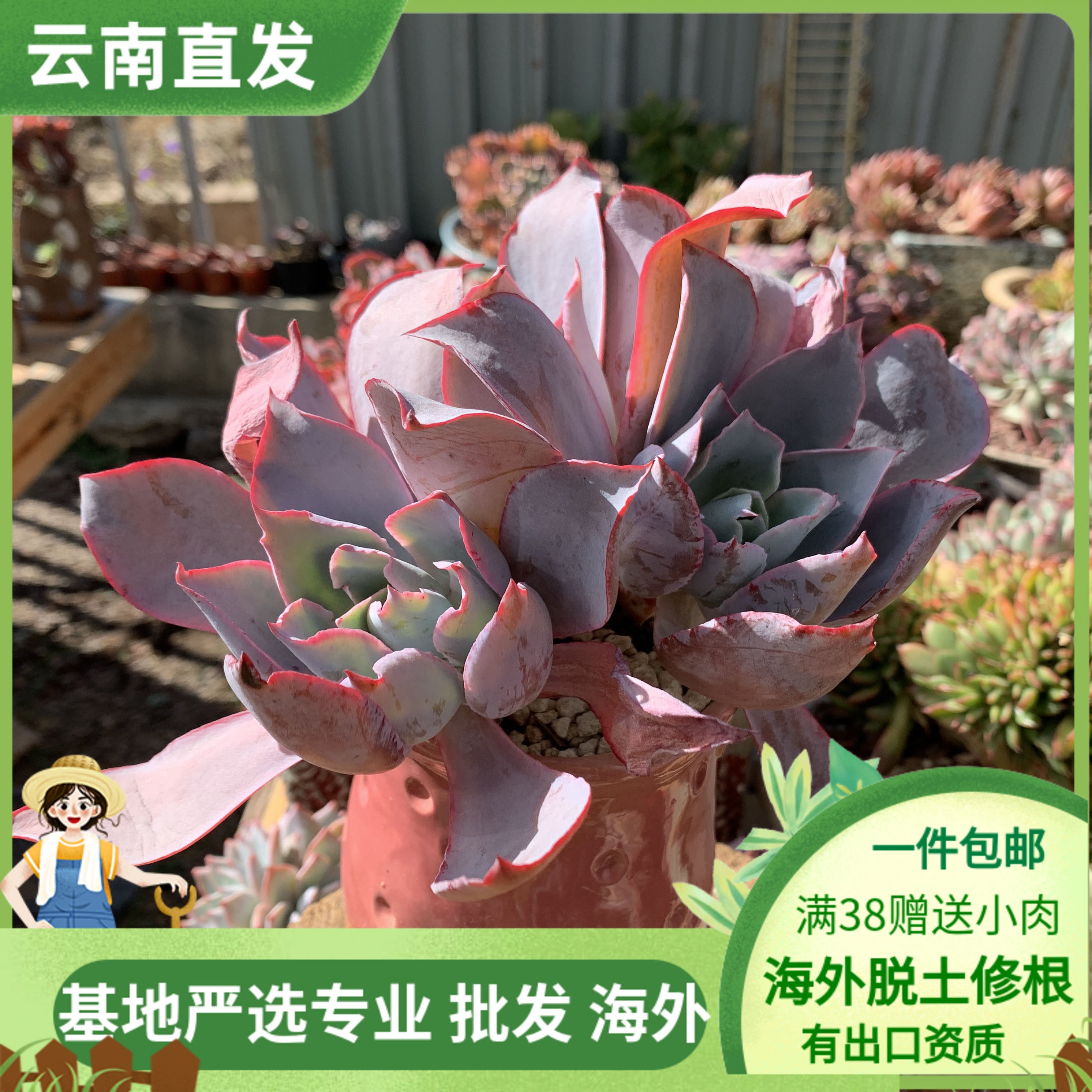 超大多肉植物薄叶三仙晚霞蓝光广寒宫之一多头老桩整群超仙大美肉