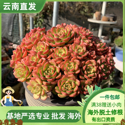 新手好养易爆盆大株多肉植物散群火焰蒂亚状态实拍带土球原盆发货 - 封面