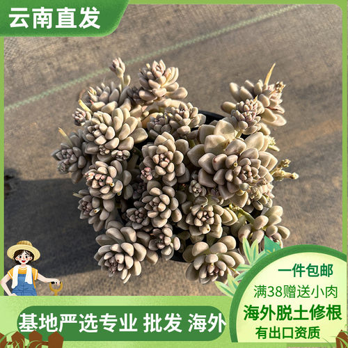 阳台容易美观多肉植物带盆