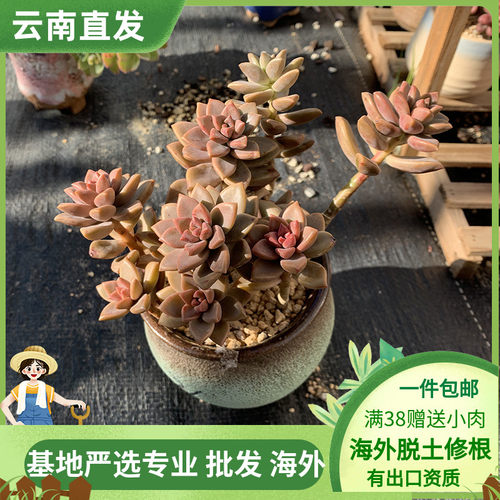 姬胧月巨型耐寒大盆栽多肉植物