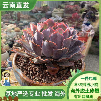 绿植阳台庭院好养紫色多肉植物