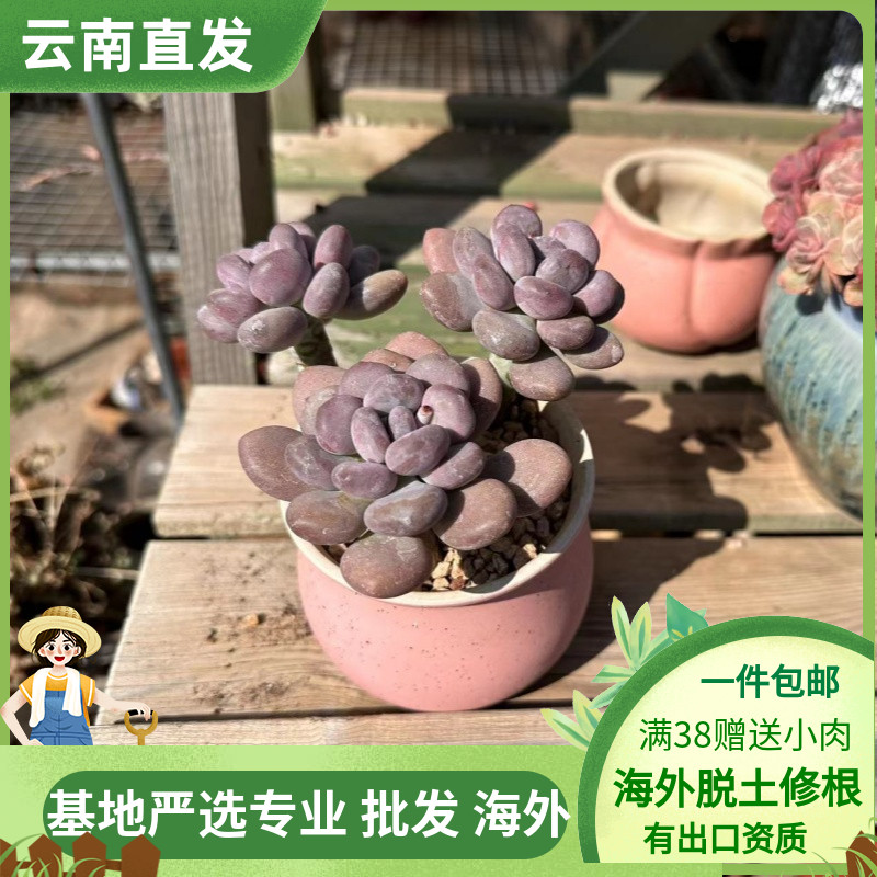 阳台容易美观吸收甲醛多肉植物