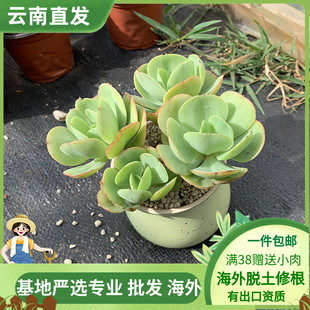 碧桃鸡蛋造型大颗多肉植物整桩好养精致多肉植物云南昆明包邮发货