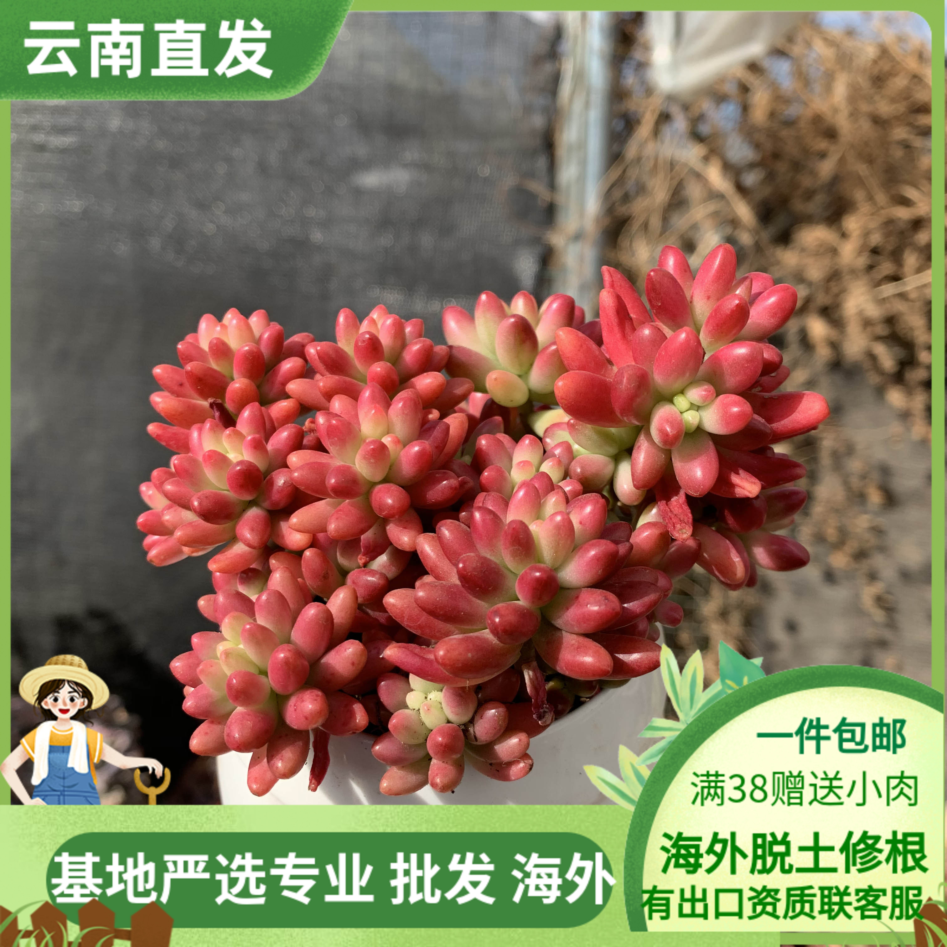 梁梁园艺多肉植物虹之玉萌肉多头散群如图实拍办公室阳台花卉盆栽