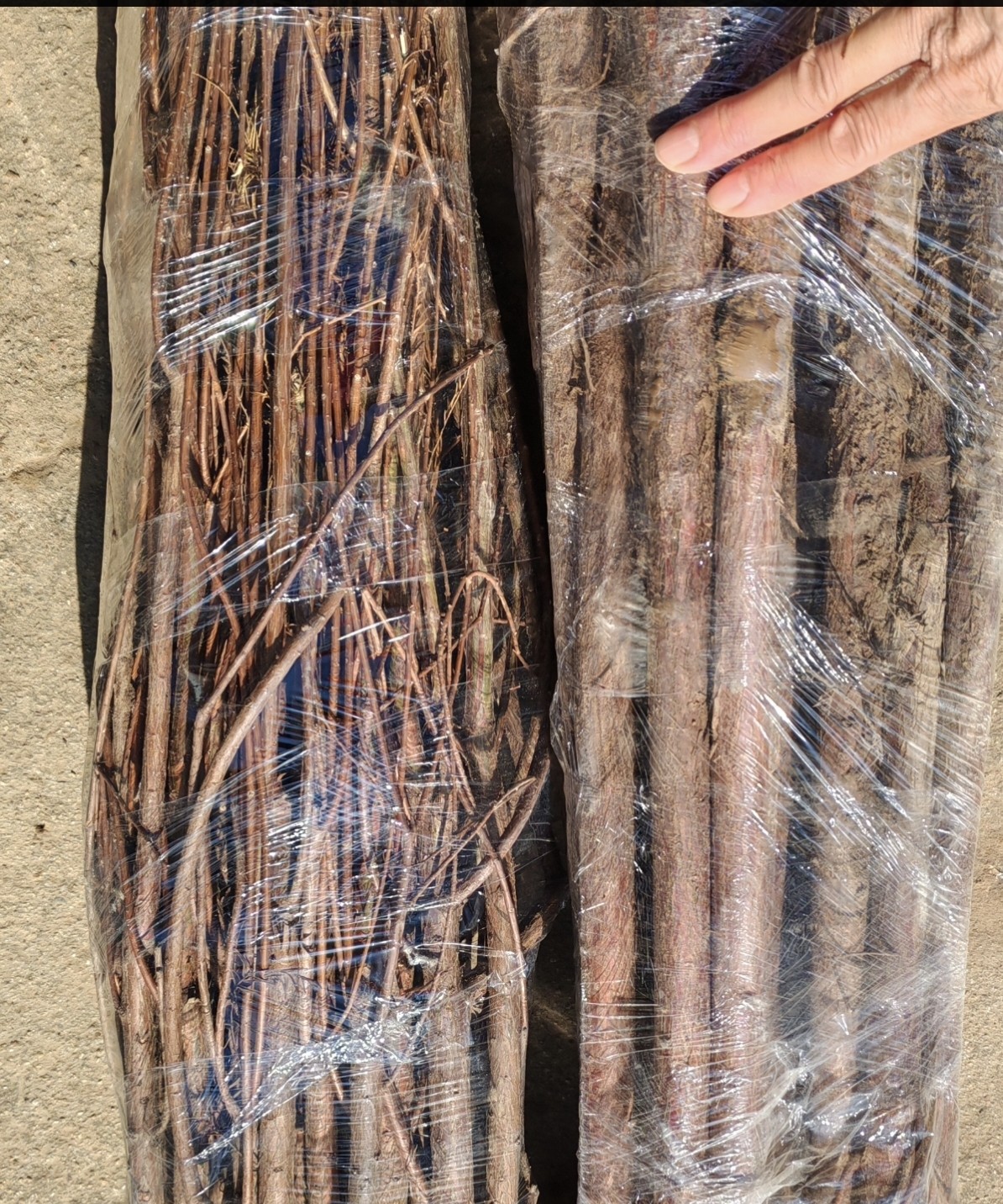 【落羽杉小苗】落叶植物耐寒耐水可直接种水里生长秋冬季呈棕红色