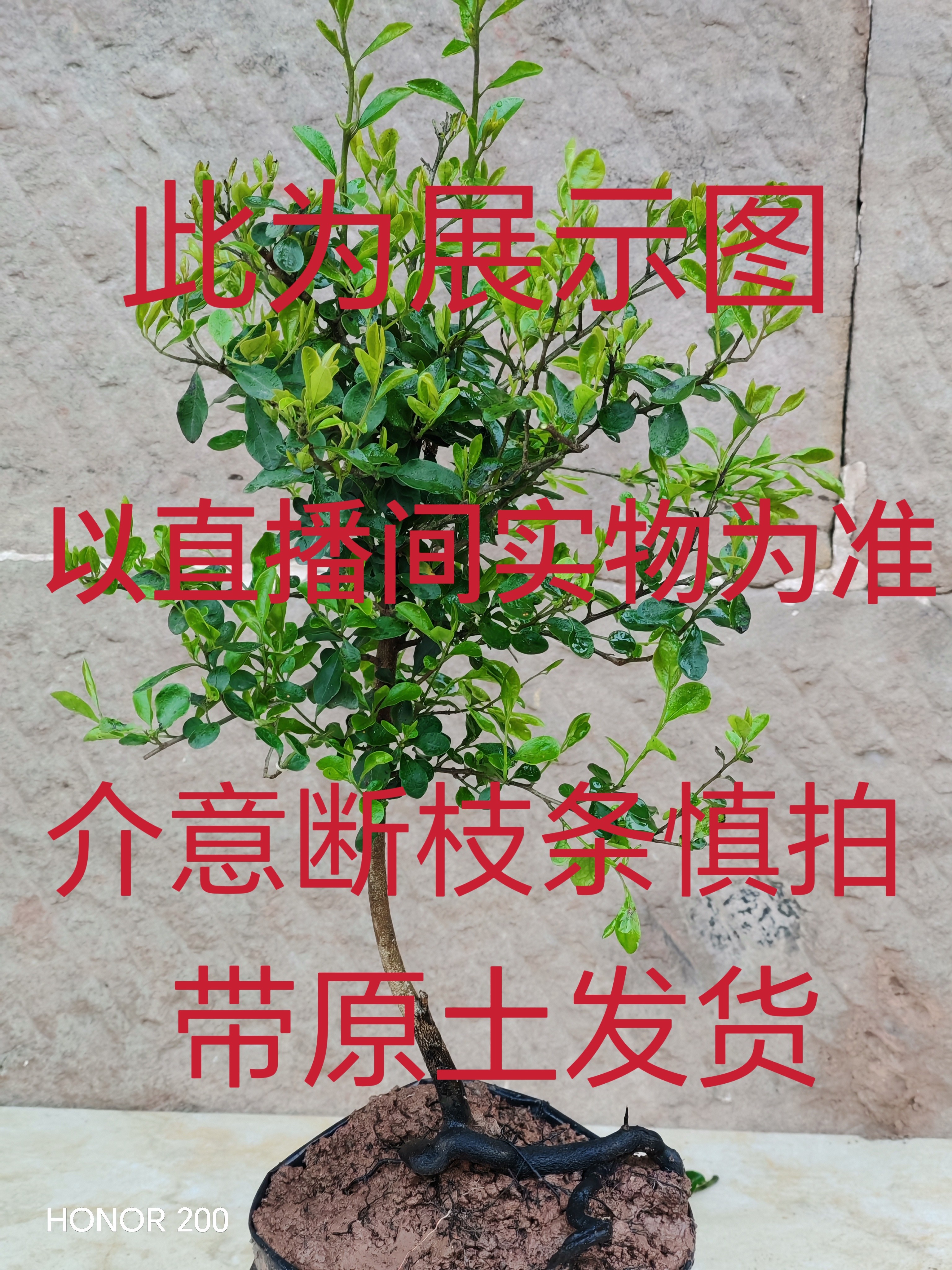 盆景四季常绿灌木老桩母桩介意断造型盆景