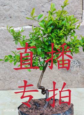 金弹子盆景盆栽绿植公母未知原盆土发货介意断枝条慎拍